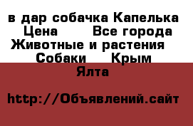 в дар собачка Капелька › Цена ­ 1 - Все города Животные и растения » Собаки   . Крым,Ялта